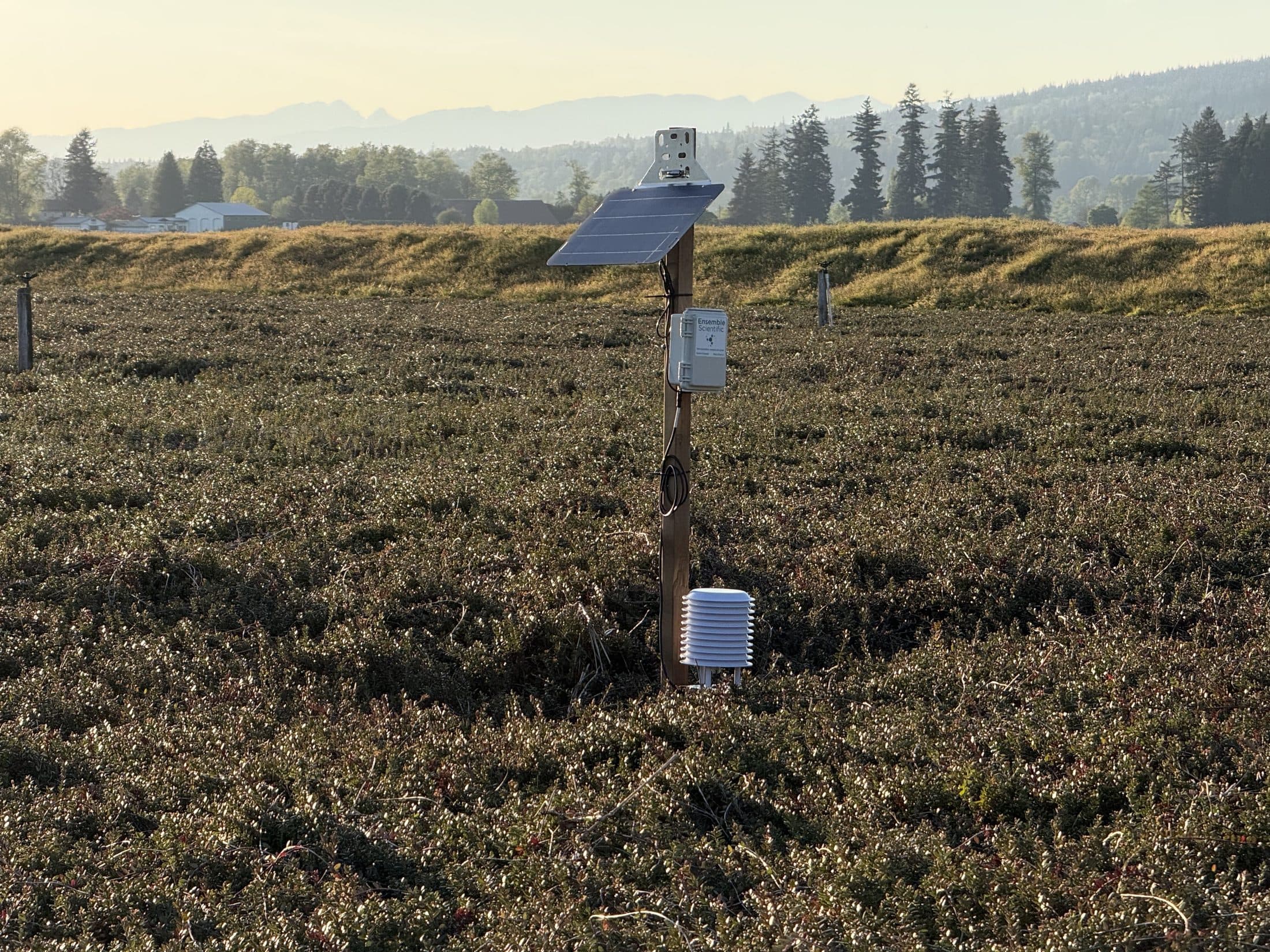 Solar-powered Ensemble station in a cranberry field at golden hour