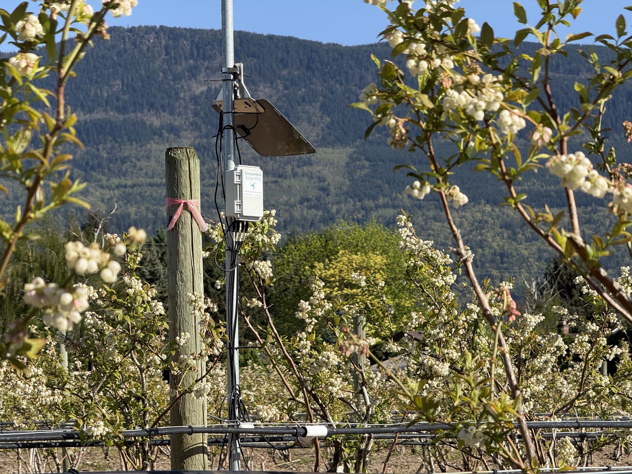 Ensemble node in a blossoming blueberry field with mountains behind