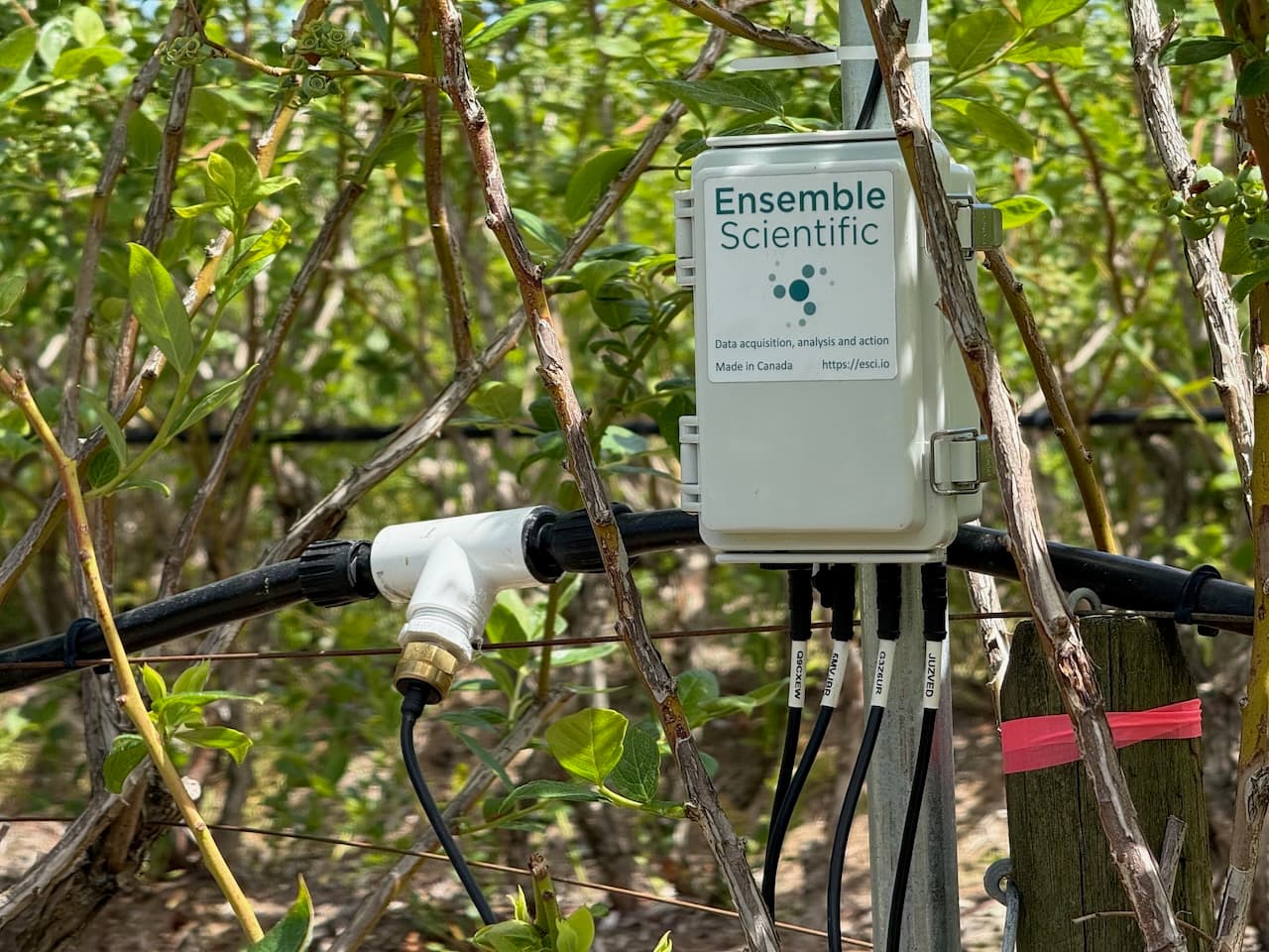 Ensemble node connected to dripline in a berry field