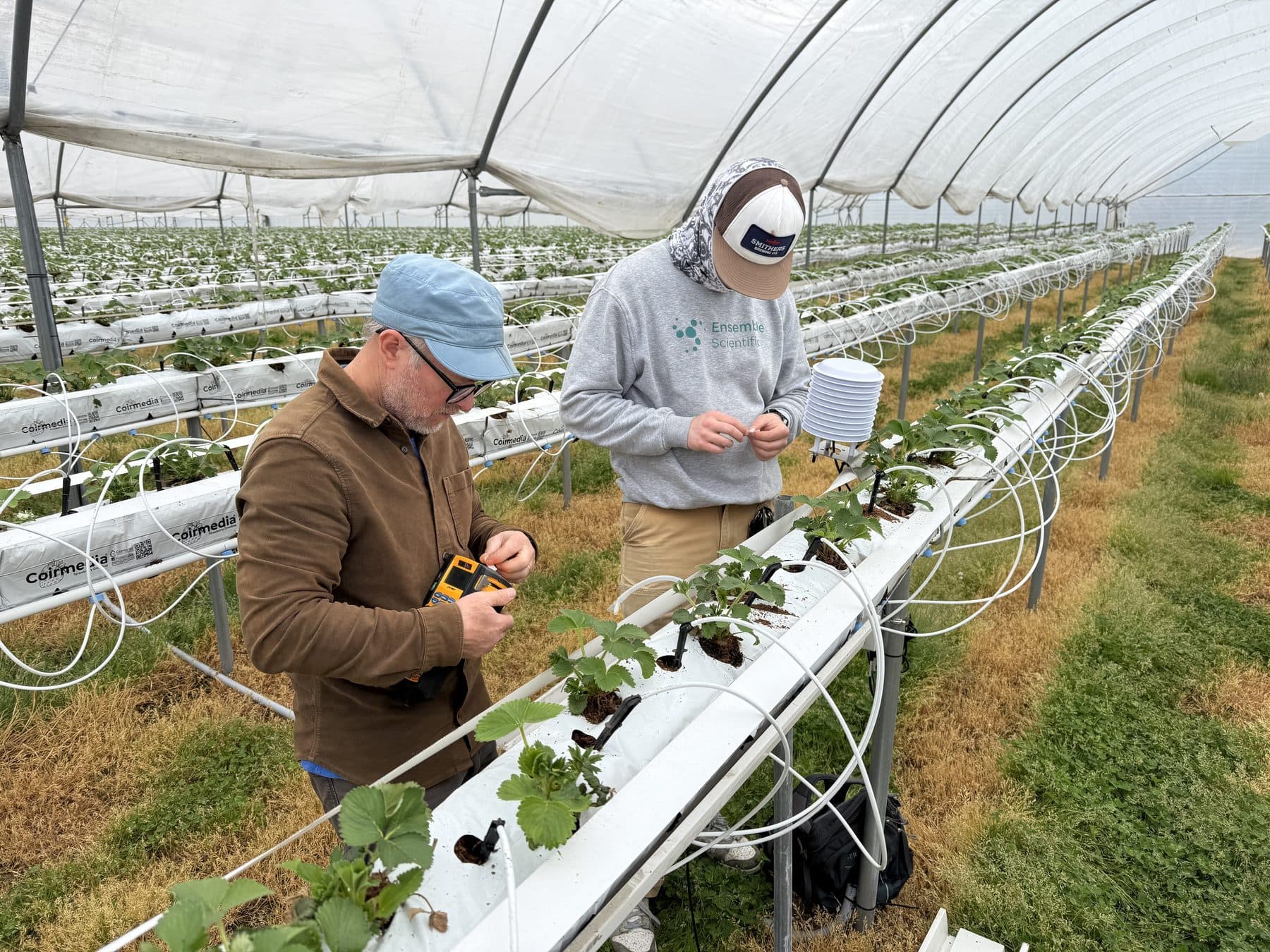 Ensemble team members working in a substrate strawberry tunnel