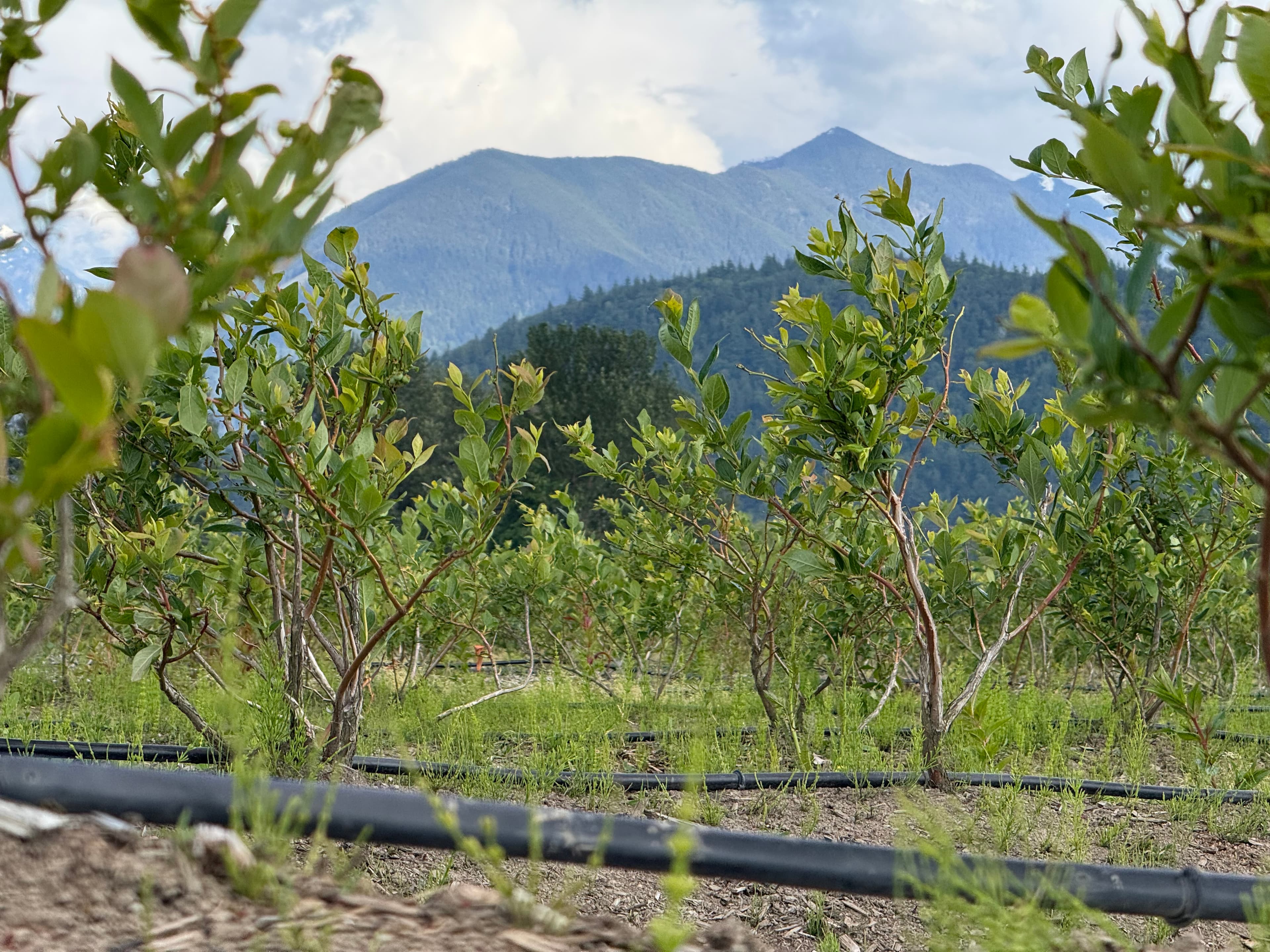 Blueberry field with drip irrigation looking toward mountains in the Fraser Valley