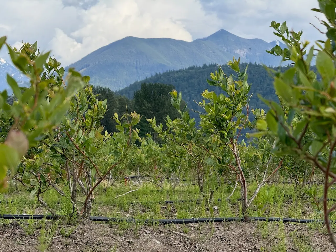 Open Field Berries - traditional berry cultivation in open fields