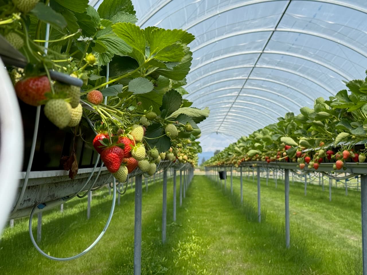 Substrate in Polytunnel - modern strawberry cultivation in polytunnel with elevated substrate system